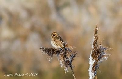 Migliarino di palude (Emberiza schoeniclus)-4936.jpg