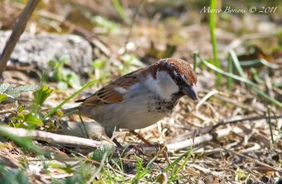 Passera europea (Passer domesticus)-5800.jpg