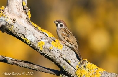 Passera mattugia (Passer montanus)-4352.jpg