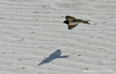 Rondine f (Hirundo rustica)-1121.jpg