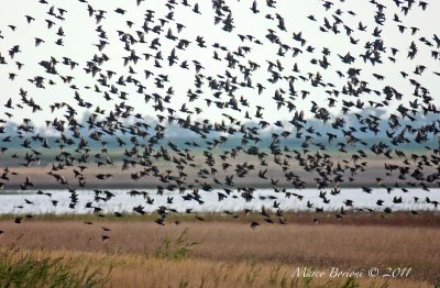 Storni (Sturnus vulgaris)-3938.jpg