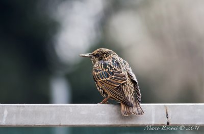 Storno juv (Sturnus vulgaris)-5254.jpg