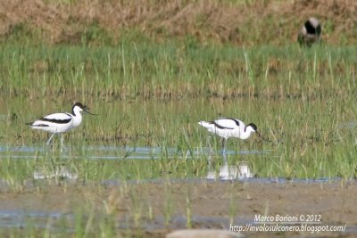 Avocette Recurvirostra avosetta-1108.jpg