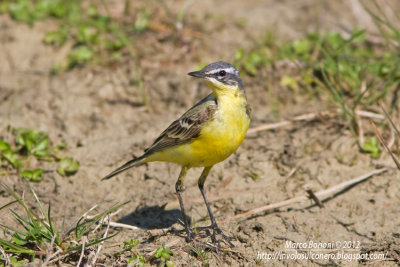 Cutrettola Motacilla flava ssp.beema?-9487.jpg