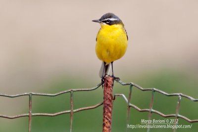 Cutrettola Motacilla flava flava-9624.jpg