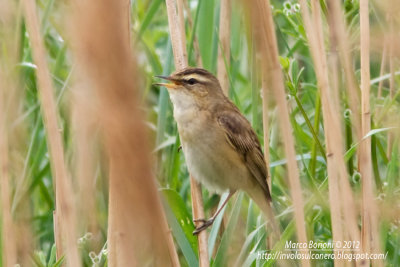 Forapaglie comune Acrocephalus schoenobaenus-0983.jpg