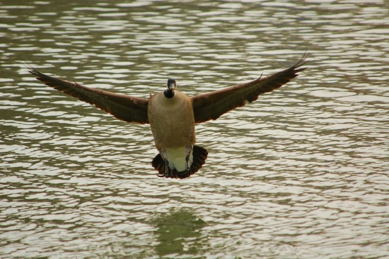 Canada Goose