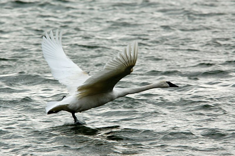 Trumpeter Swan