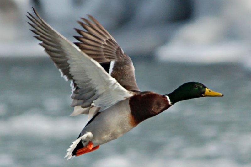 Mallard