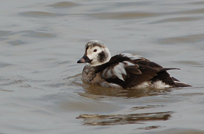 Long-Tailed Duck (Female)