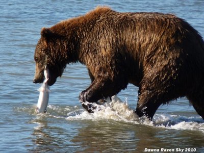 Go Wild Alaska