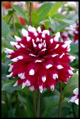 Dahlia 2.JPG