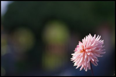 Dahlia 4.JPG