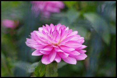 Dahlia 5.JPG