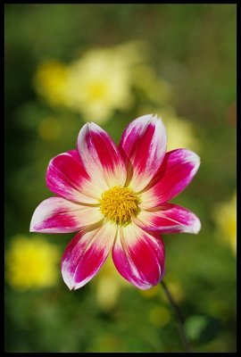 Dahlia 9.JPG