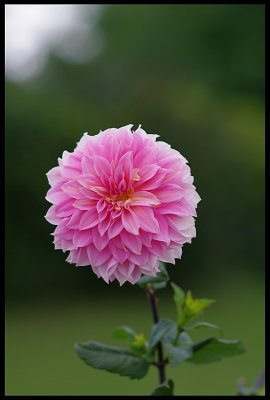 Dahlia 10.JPG