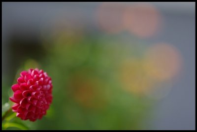Dahlia 11.JPG
