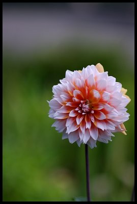 Dahlia 13.JPG