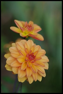 Dahlia 14.JPG