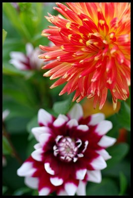 Dahlia 17.JPG