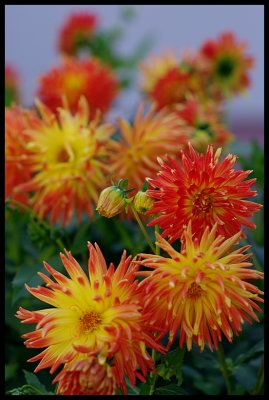 Dahlia 19.JPG