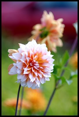 Dahlia 20.JPG