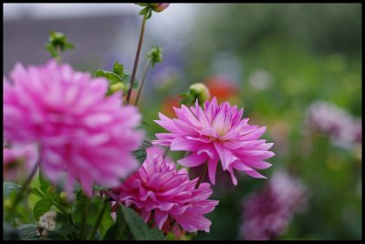 Dahlia 21.JPG