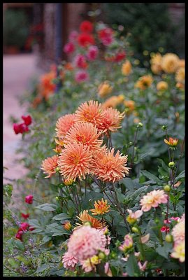 Dahlia 22.JPG