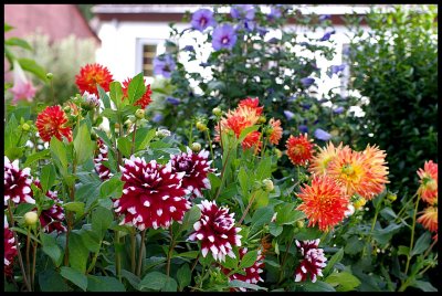 Dahlia 23.JPG