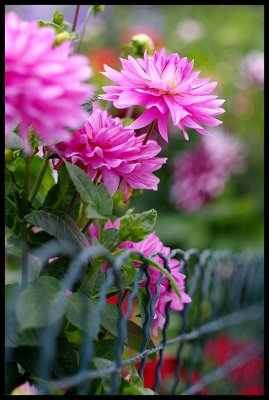 Dahlia 24.JPG