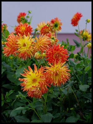 Dahlia 25.JPG