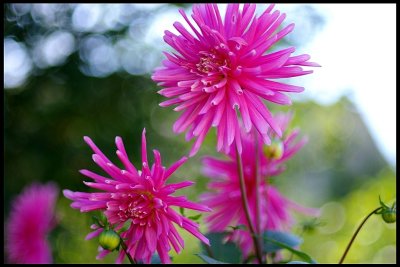 Dahlia 26.JPG