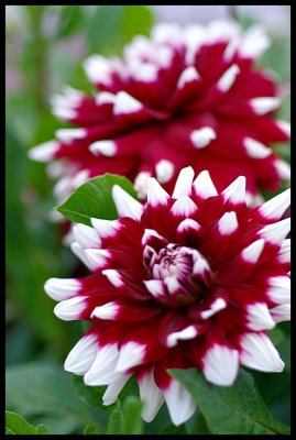 Dahlia 27.JPG