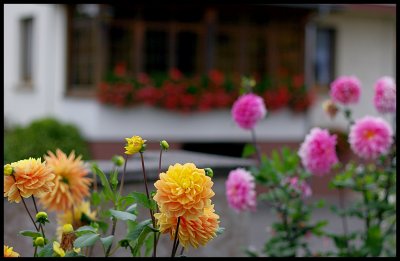 Dahlia 28.JPG
