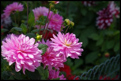 Dahlia 29.JPG