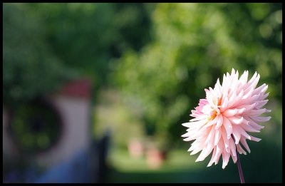 Dahlia 31.JPG