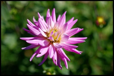 Dahlia 32.JPG