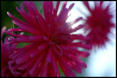 Dahlia 33.JPG