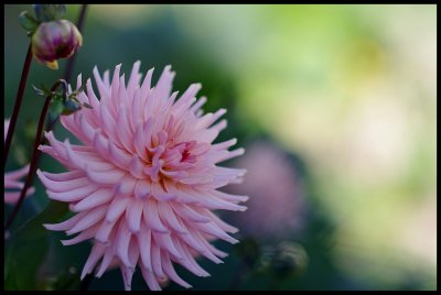 Dahlia 34.JPG