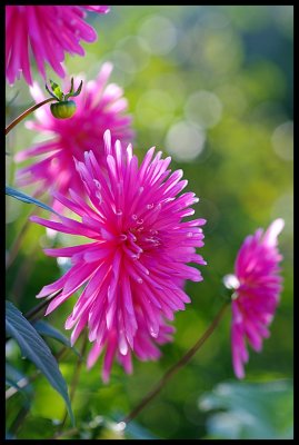 Dahlia 35.JPG