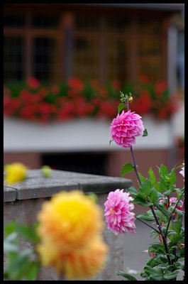 Dahlia 37.JPG
