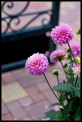 Dahlia 38.JPG
