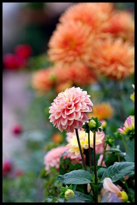 Dahlia 39.JPG