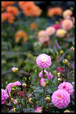 Dahlia 40.JPG