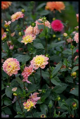 Dahlia 41.JPG