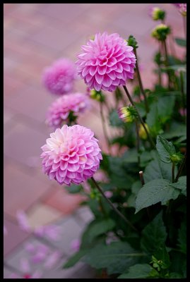 Dahlia 42.JPG