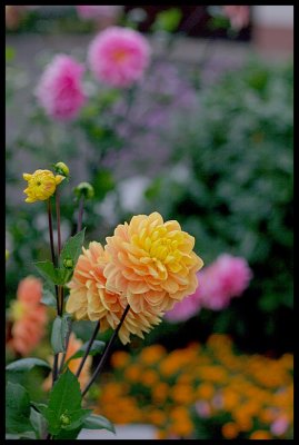 Dahlia 43.JPG