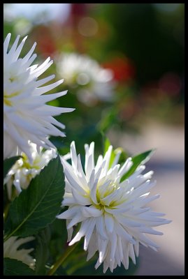 Dahlia 44.JPG