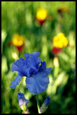 Iris 2011 5.JPG