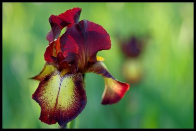 Iris 2011 8.JPG